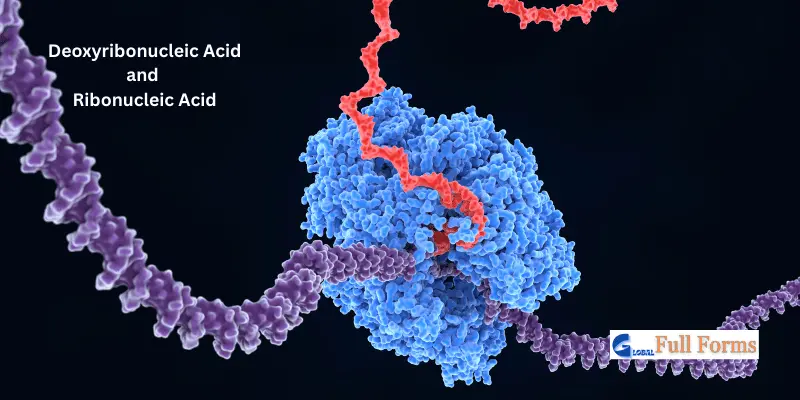 Deoxyribonucleic Acid And Ribonucleic Acid Deoxyribonucleic Acid and Ribonucleic Acid